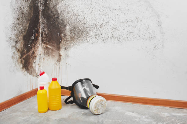 Best Local Mold Removal Service  in Junction City, CA