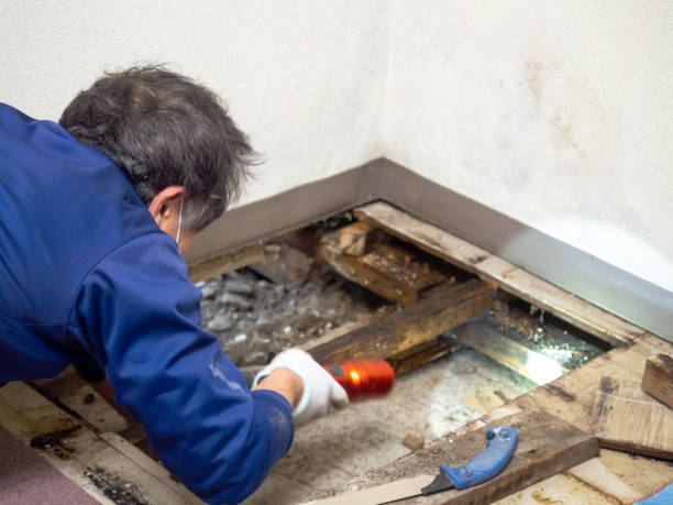 Trusted Junction City, CA Mold Removal Experts