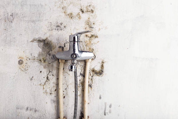 Best Mold Remediation Experts  in Junction City, CA