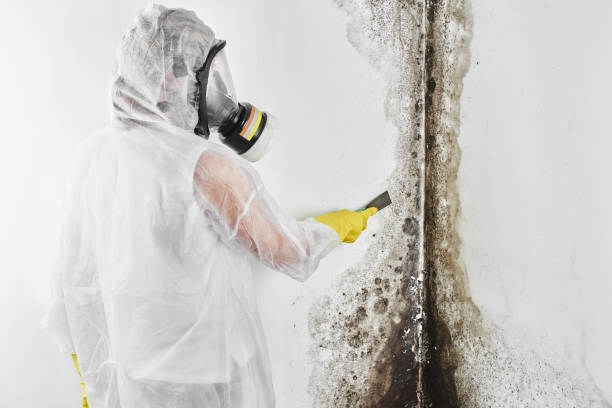 Best Crawl Space Mold Removal  in Junction City, CA
