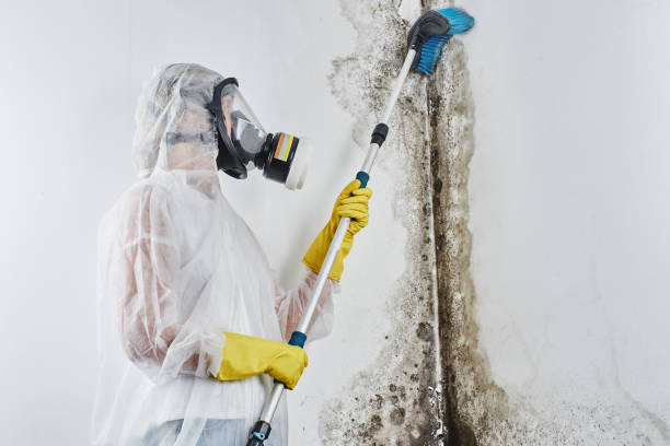 Best Black Mold Removal  in Junction City, CA