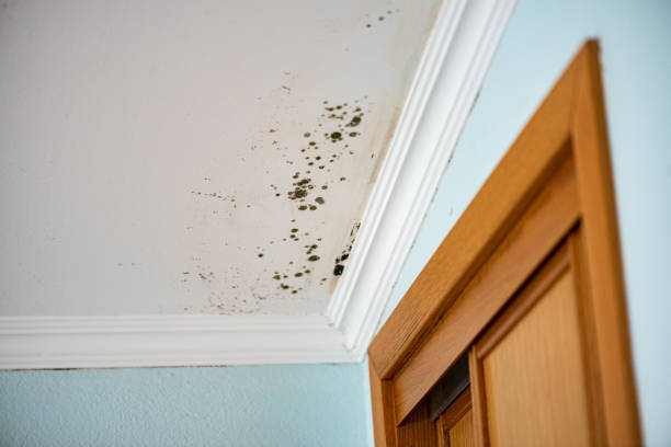 Home Mold Removal in Junction City, CA