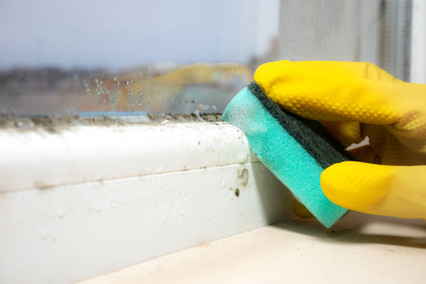 Best Home Mold Removal  in Junction City, CA