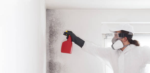 Best Fast Mold Removal  in Junction City, CA