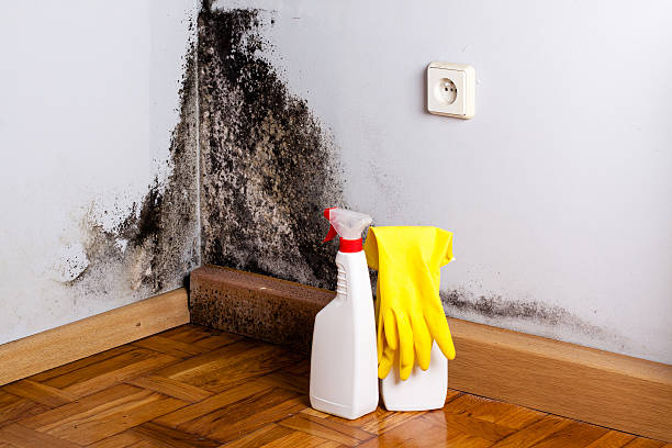 Best Office Mold Removal Services  in Junction City, CA