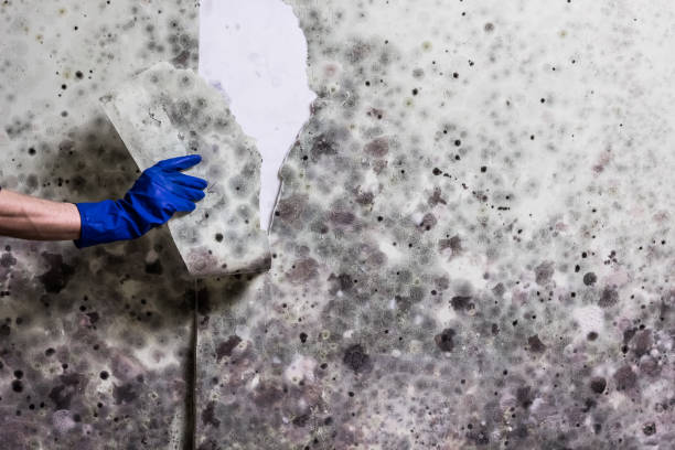 Best Mold Removal Process  in Junction City, CA
