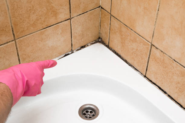 Best Same-Day Mold Removal  in Junction City, CA